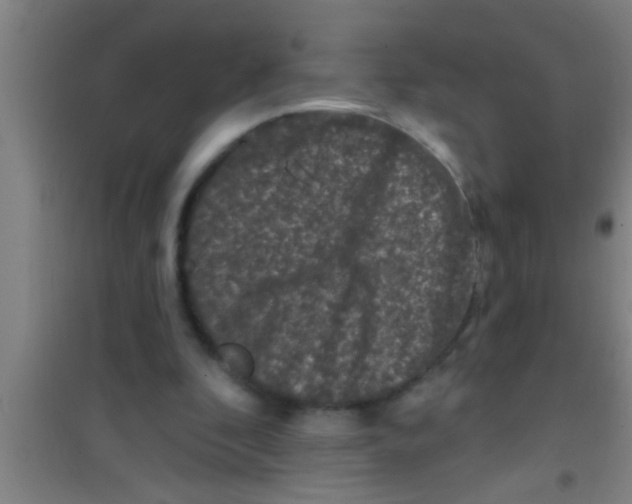 X0000100390296200807031956