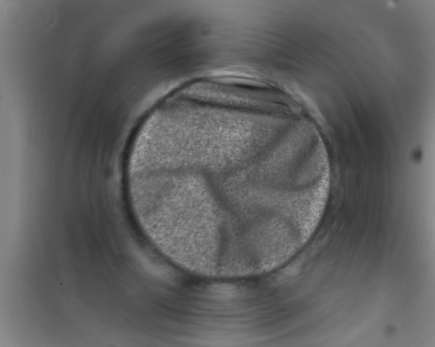 X0000100390298200807031956