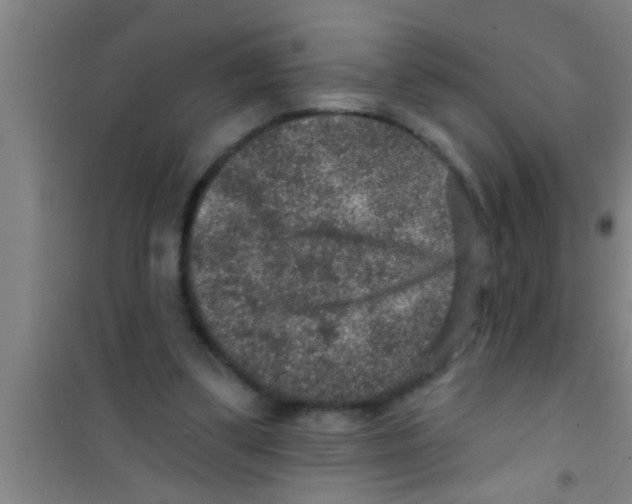 X0000100390299200807031956