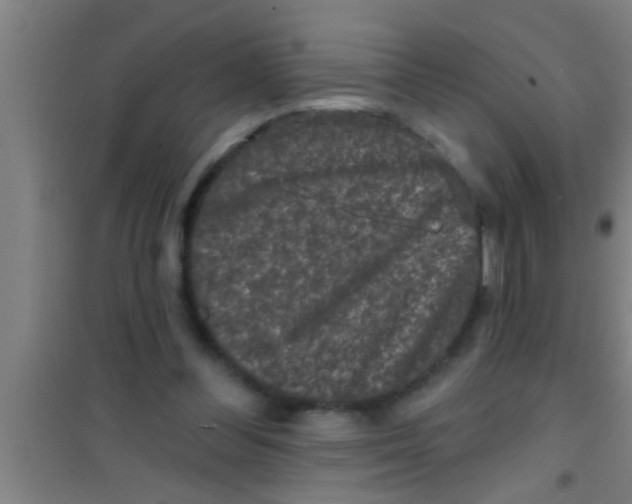 X0000100390300200807031956