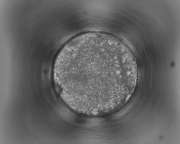 X0000100390301200807031956