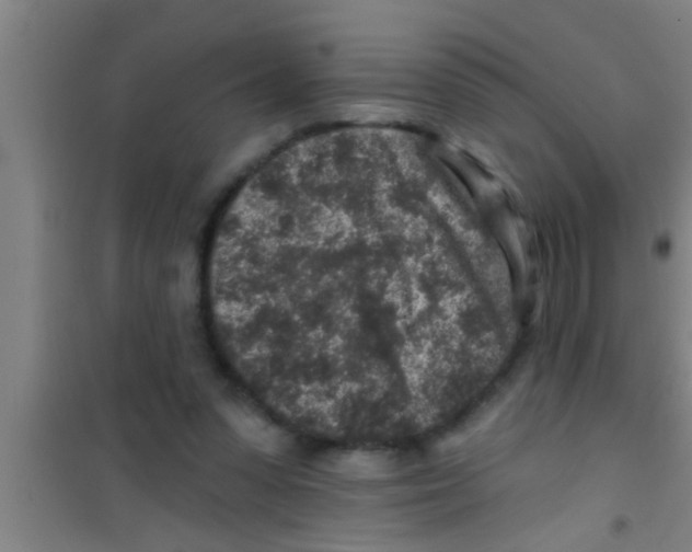 X0000100390303200807031955