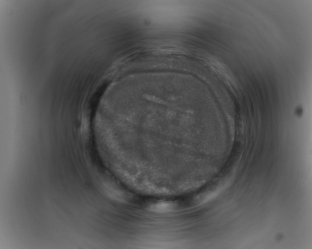 X0000100390312200807031955