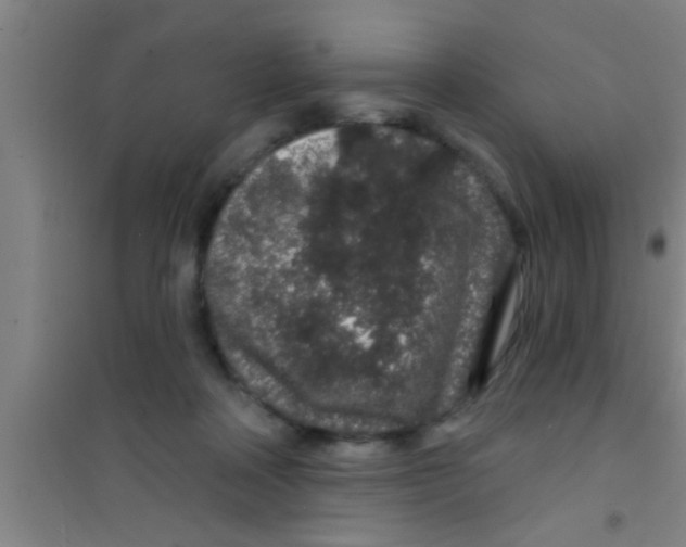 X0000100390314200807031955