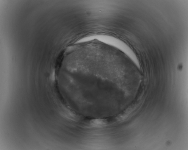 X0000100390320200807031955