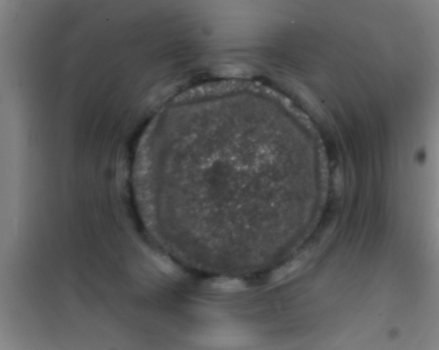 X0000100390322200807031955