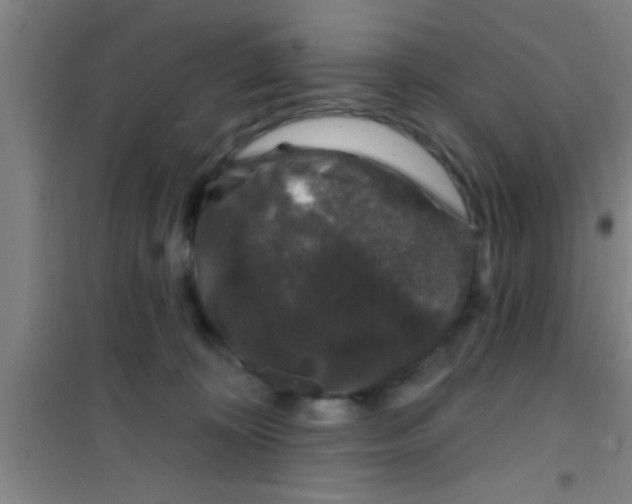 X0000100390324200807031955