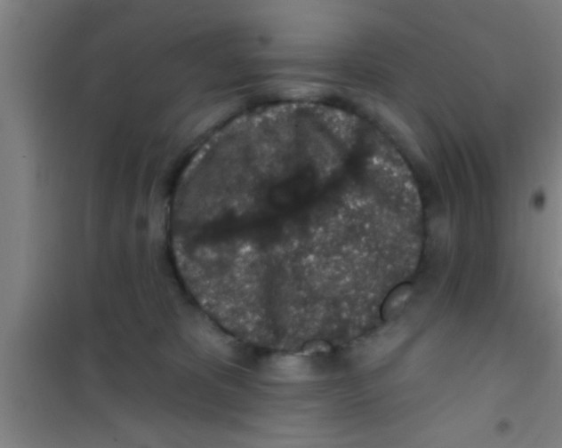 X0000100390325200807031955