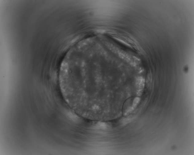 X0000100390330200807031955