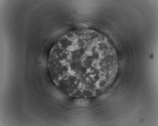 X0000100390331200807031955