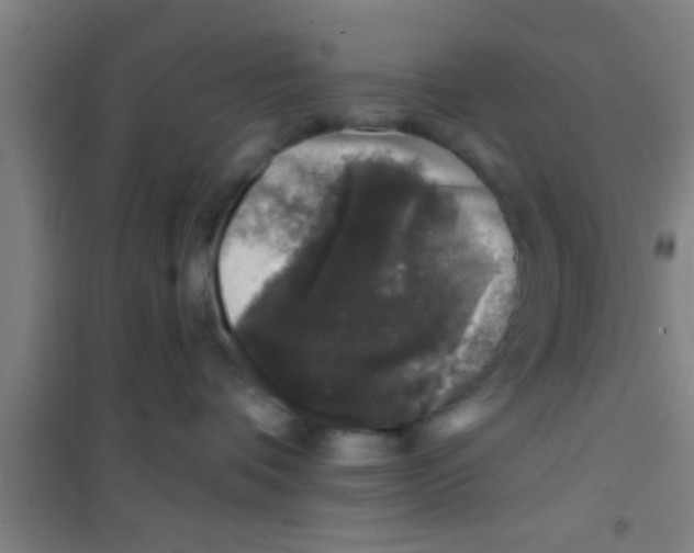 X0000100390336200807031955