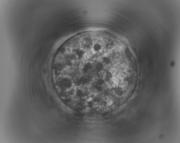 X0000100390337200807031954