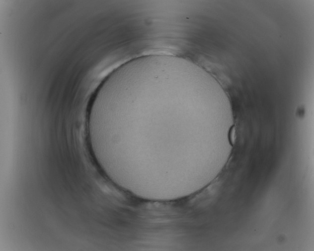 X0000100390338200807031954