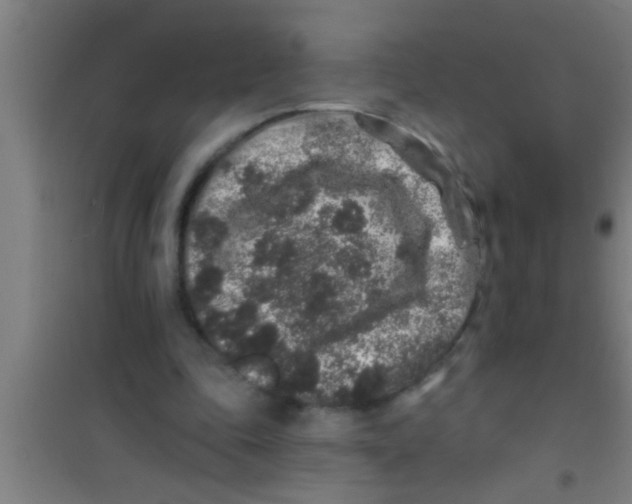 X0000100390343200807031954