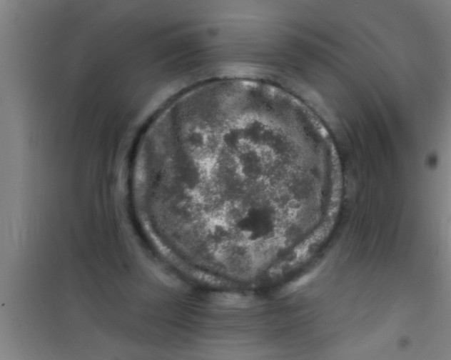 X0000100390347200807031954