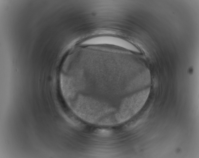 X0000100390352200807031955