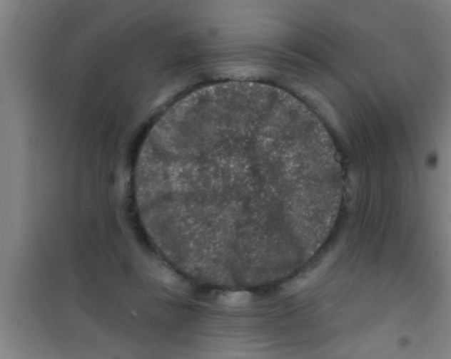 X0000100390355200807031955