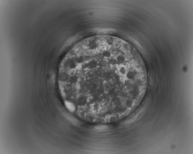 X0000100390357200807031955