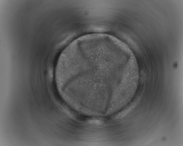 X0000100390358200807031955