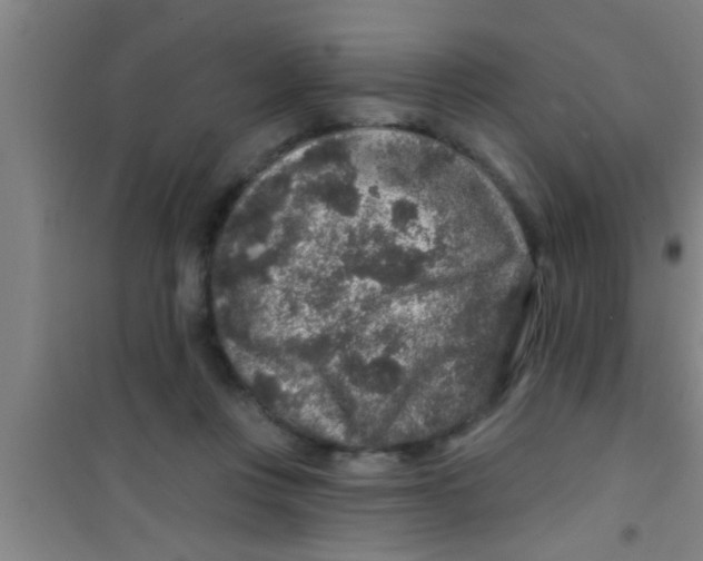 X0000100390359200807031955