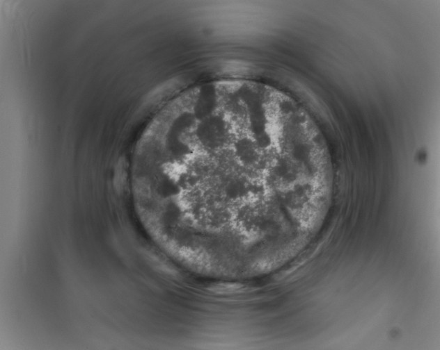 X0000100390361200807031955