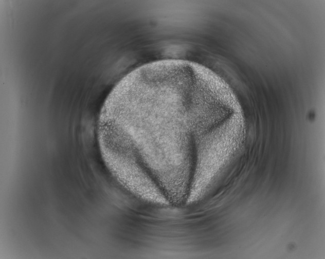 X0000100390363200807031955