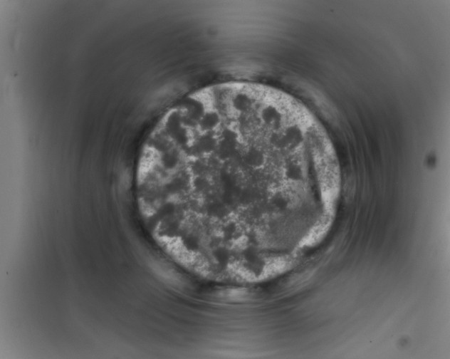 X0000100390365200807031955