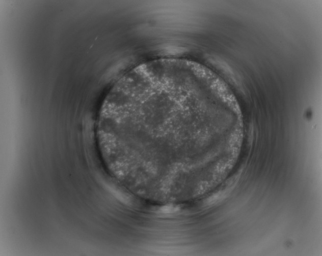 X0000100390366200807031955