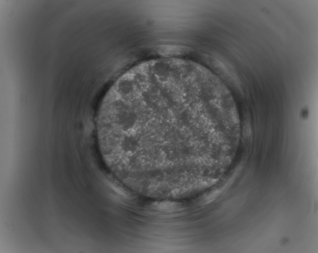 X0000100390367200807031955