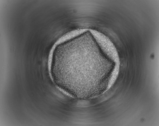 X0000100390369200807031955