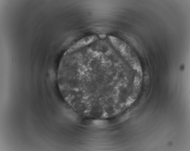 X0000100390371200807031955