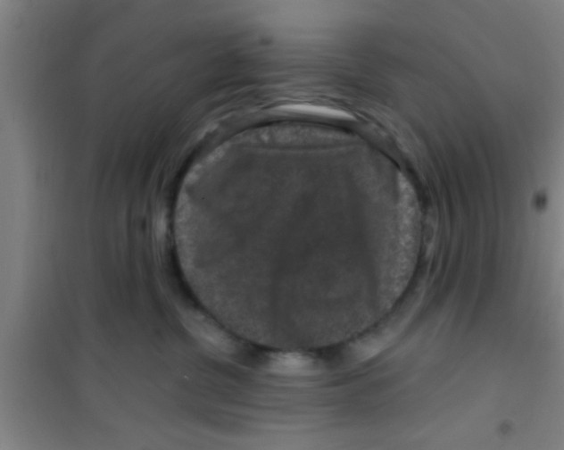 X0000100390380200807031955