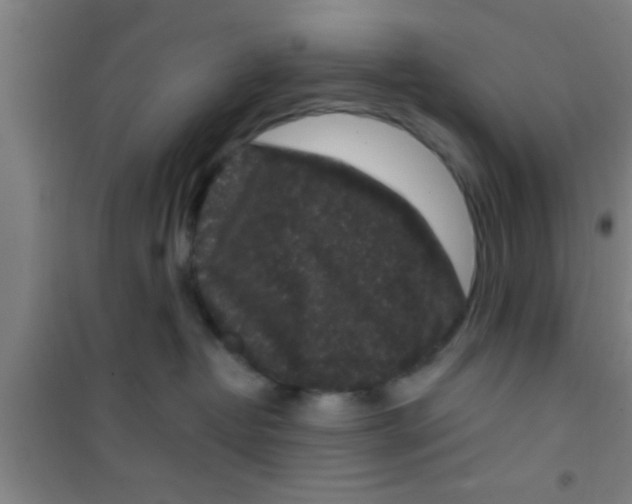 X0000100390382200807031955