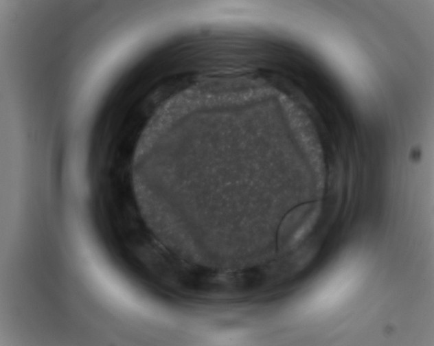 X0000100390383200807031955