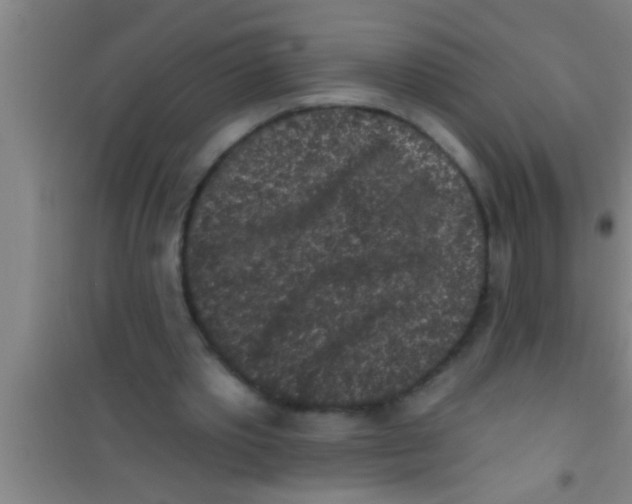 X0000100390389200807031954