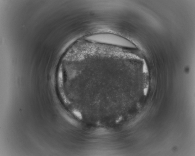 X0000100390390200807031954