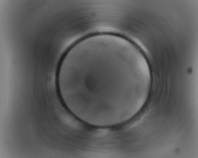 X0000100390391200807031954