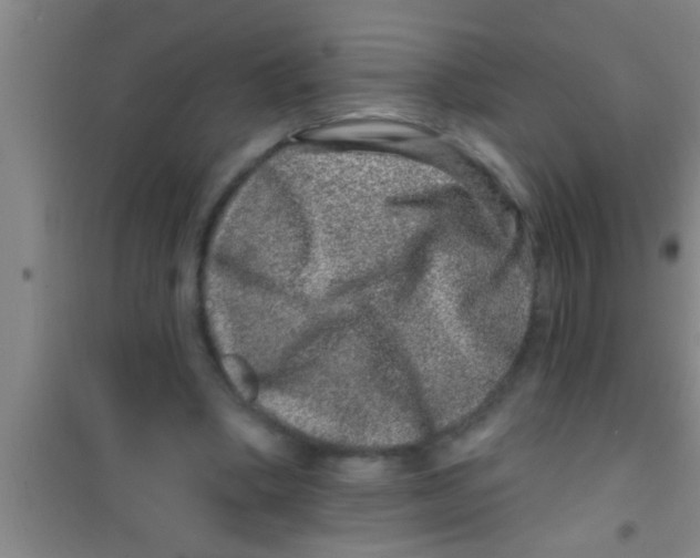 X0000100390394200807031954