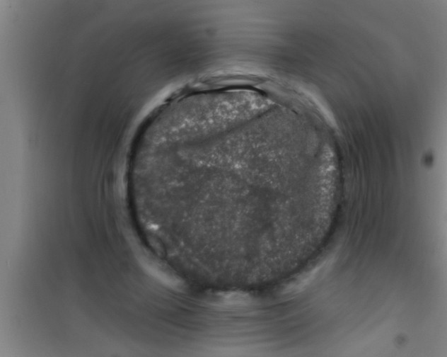 X0000100390395200807031954