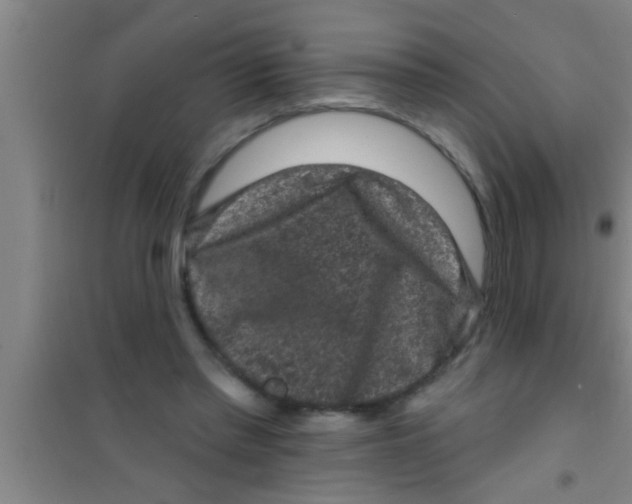 X0000100390397200807031954