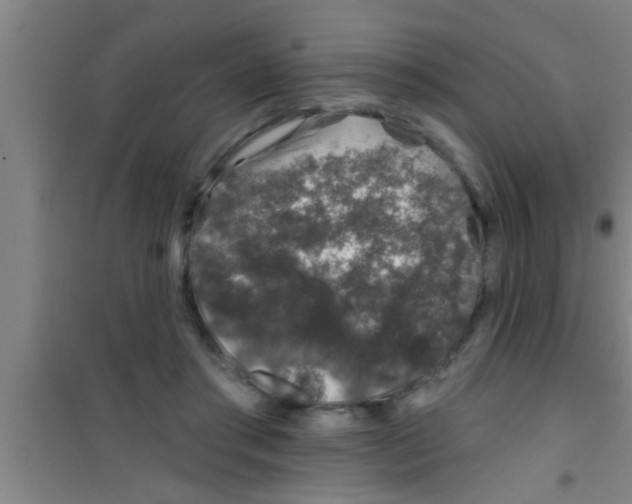 X0000100390405200807031954