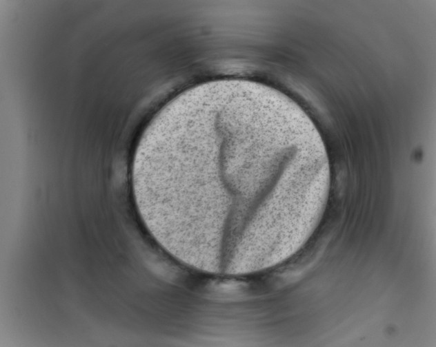 X0000100390407200807031954