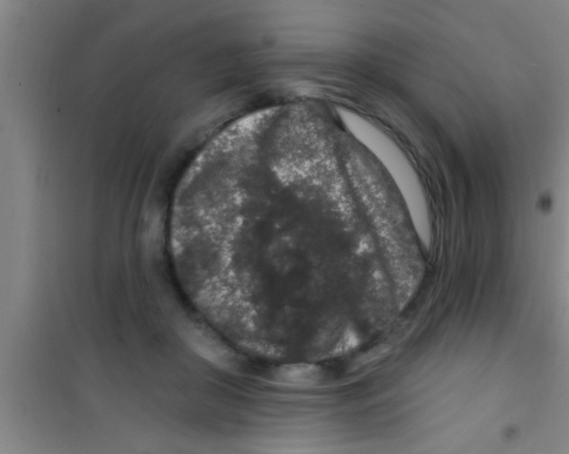 X0000100390410200807031954