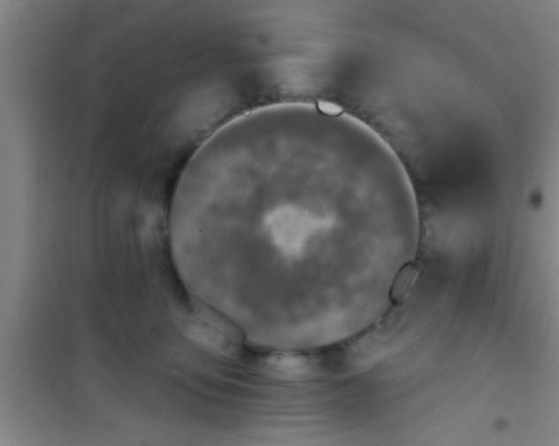 X0000100390419200807031954