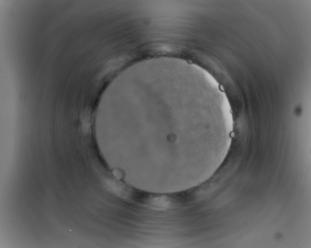 X0000100390423200807031954