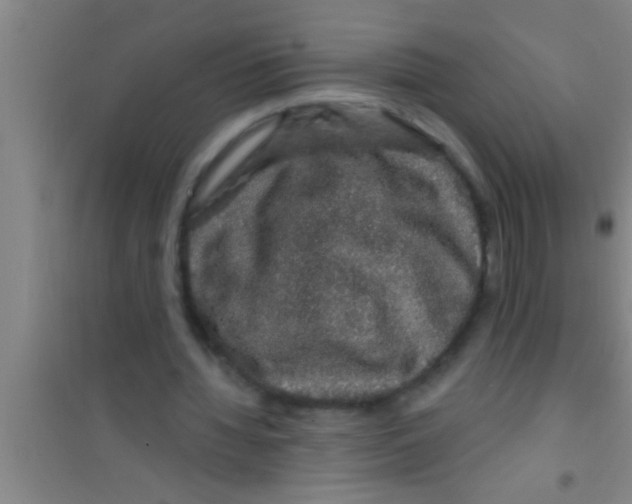 X0000100390436200807031953