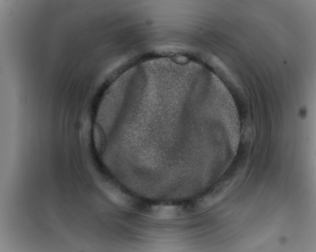 X0000100390448200807031953