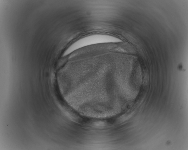 X0000100390456200807031953