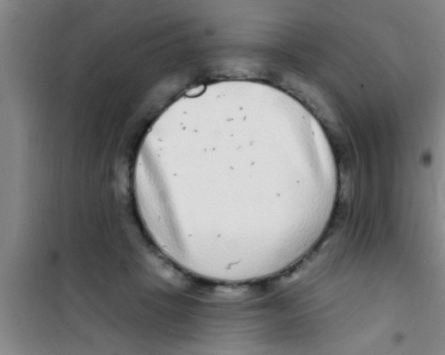 X0000100390457200807031953