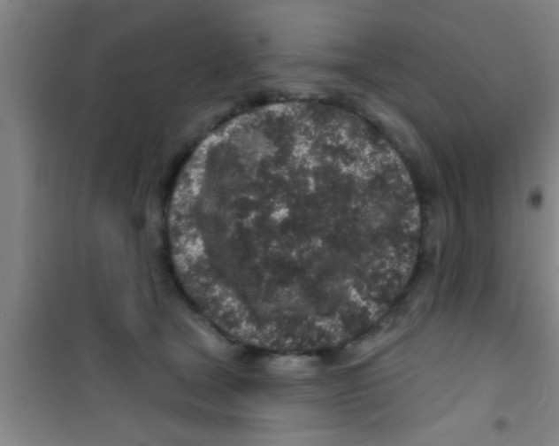 X0000100390465200807031953